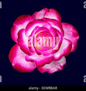 Primo piano di una rosa brillante e rosa bianca isolata su uno sfondo scuro Foto Stock