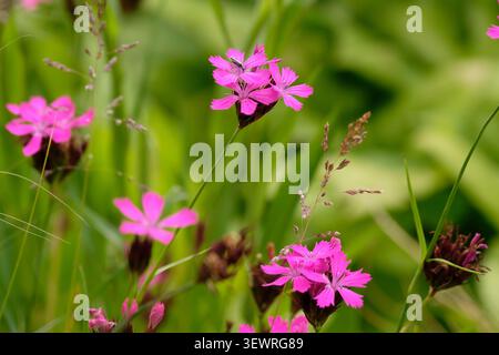 Dianthus carthusianorum, certosino rosa, in fiore. Foto Stock