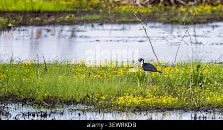 Primo piano di uno Stilt dal collo nero al lago Apopka, Florida, Stati Uniti Foto Stock
