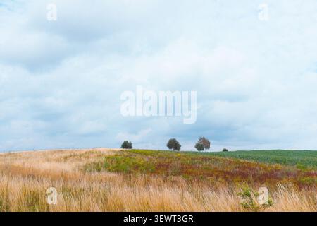 Germania: Paesaggio rurale minimalista con tre alberi solitari all'orizzonte di un campo di grano agricolo dorato sotto un cielo nuvoloso e spettacolare. Foto Stock