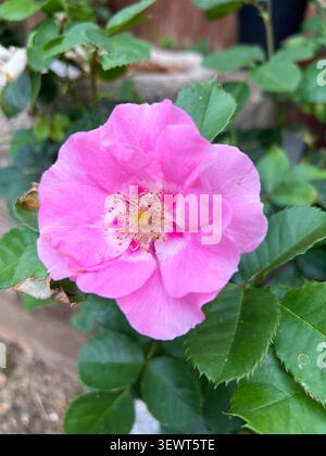 Primo piano di un fiore rosa sulla rosa "ci vediamo a Rosé" Foto Stock
