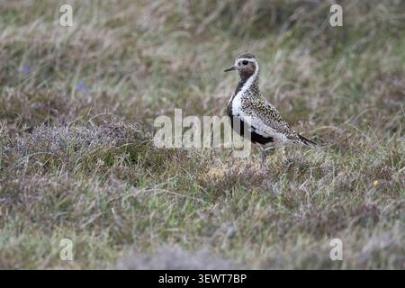 Golden plover, Pluvialis apricaria, sulla terraferma delle Shetland. Foto Stock