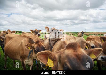 Un gruppo di curiosi bovini da latte del Jersey si riunì da vicino in un pascolo verde sotto un cielo nuvoloso e drammatico in una fattoria rurale in Cornovaglia Foto Stock