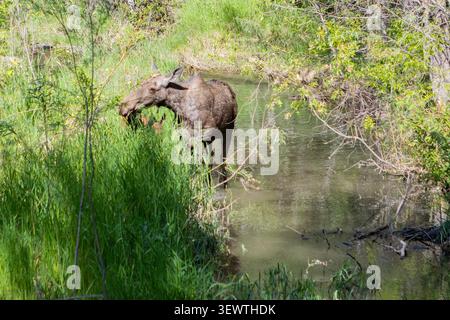 Una femmina alce con i suoi due vitelli nella palude che mangiano erba Foto Stock