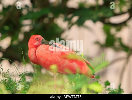 Scarlet Ibis che riposa sulla sua schiena - è l'uccello nazionale di Trinidad. Foto Stock