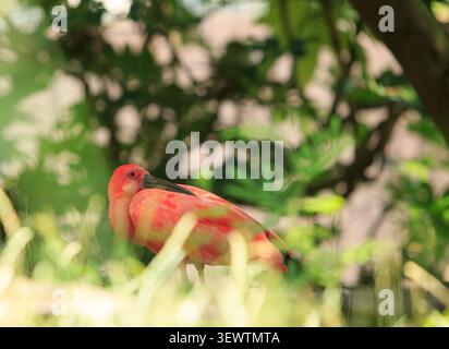 Scarlet Ibis, riposante nella prateria - uccello nazionale di Trinidad Foto Stock