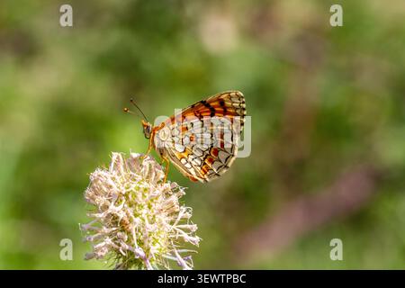 Heath Fritillary Butterfly Melitaea athalia vicino al villaggio spagnolo di Horta st Joan, Spagna orientale Foto Stock