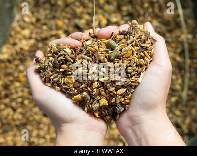 Vista dall'alto dello sposo contadino femmina che tiene in mano mangime cavallo con mais, orzo, avena grano alle stalle Foto Stock