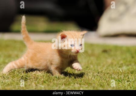 Gattino rosso che corre su un prato erboso all'aperto. Un gatto giocoso in movimento in un giardino naturale o in campagna. Foto Stock