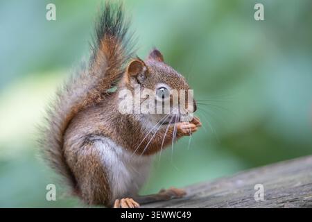 Primo piano Ritratto del giovane scoiattolo rosso americano (Tamiasciurus hudsonicus) che mangia semi Foto Stock