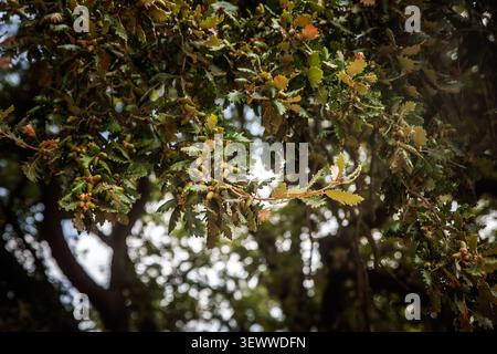 Rovere, o rovere pubescente, con ghiande verdi e foglie lobate sui rami di Quercus pubescens, che mostrano vegetazione boschiva mediterranea, de botanico Foto Stock