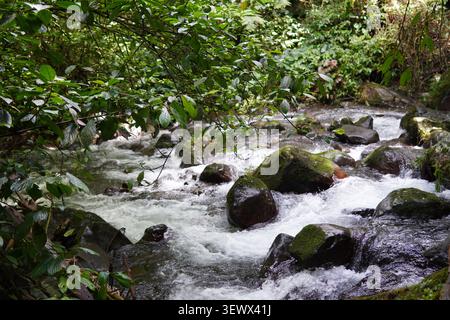 Splendido ruscello di montagna che scorre velocemente con rapide di acqua bianca su rocce muschiate circondato da fitte vegetazione forestale in Indonesia. Foto Stock