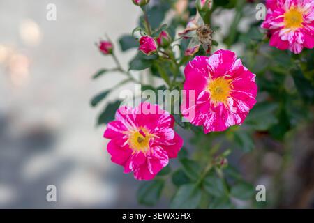 Fiori di rosa semi-doppi con petali rosa brillante, strisce bianche e centri gialli. Foglie verdi lucide e boccioli di fiori creano una vivace scena di giardino. Foto Stock