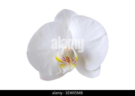 Vista macro di un'orchidea bianca di Phalaenopsis isolata su bianco. Il fiore presenta segni gialli e rosa con strisce Bordeaux al centro, Highlig Foto Stock