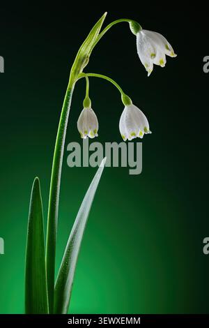 Macro di Fiori di fiocco di neve estivi con gocce d'acqua su sfondo verde scuro Foto Stock