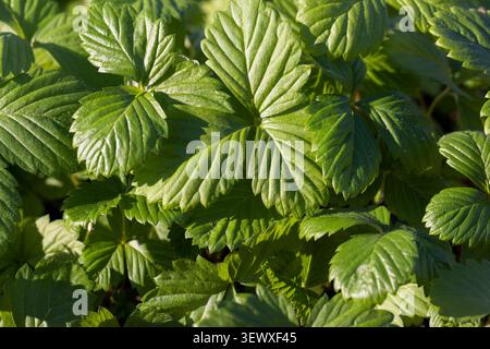 piantine di fragole con foglie prima di piantare nel campo, un gran numero di germogli di fragole dolci crescono insieme in un clima caldo e soleggiato Foto Stock