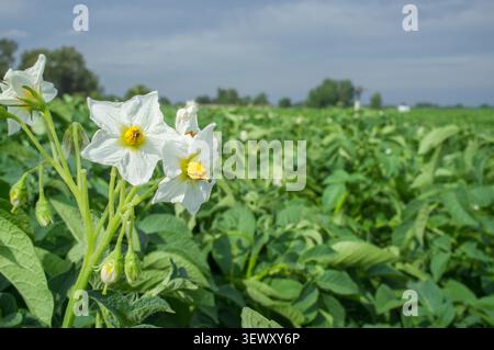 Blooming campo di patate con fiori di colore bianco dettaglio Foto Stock