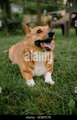 Buon cane corgi che si rilassa nell'erba del cortile Foto Stock