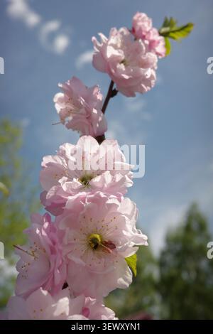 Delicato sakura rosa contro un cielo blu Foto Stock
