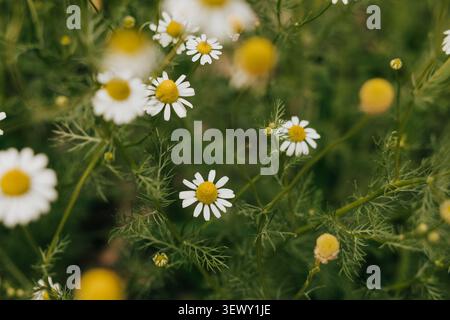 Fiori di camomilla selvatici che crescono nel giardino sul retro il giorno d'estate Foto Stock