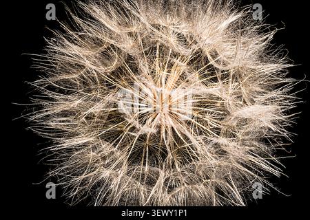 Dandelion Seed Head sfondo nero Foto Stock