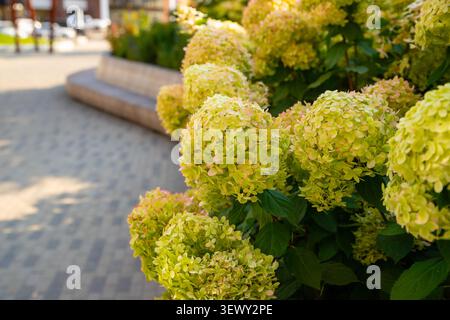 Paniculata ortensie verdi autunnali. Grandi gruppi di ortensie giallastre verdi riempiono il giardino. Vista ravvicinata Foto Stock