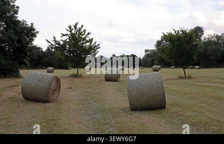 Balle di fieno rotonde (o piuttosto cilindriche) in un campo nel Regno Unito Foto Stock