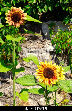 Girasoli gialli in fiore. Giugno Galles del Sud, Regno Unito Foto Stock