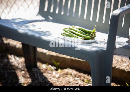 Immagine tranquilla di fagiolini appoggiati su una superficie di giardino ruvida Foto Stock