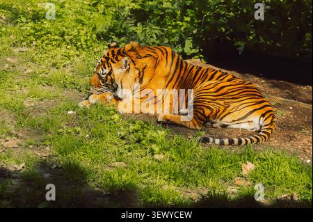 Portogallo, Lisbona - Zoo. Jardim Zoologico. la tigre si appoggia sull'erba verde e si prepara alla luce. tiger mostra le sue vivaci strisce arancioni e nere Foto Stock