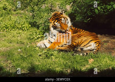 Portogallo, Lisbona - Zoo. Jardim Zoologico. la tigre si appoggia sull'erba verde e si prepara alla luce. tiger mostra le sue vivaci strisce arancioni e nere Foto Stock