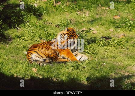 Portogallo, Lisbona - Zoo. Jardim Zoologico. la tigre si appoggia sull'erba verde e si prepara alla luce. tiger mostra le sue vivaci strisce arancioni e nere Foto Stock
