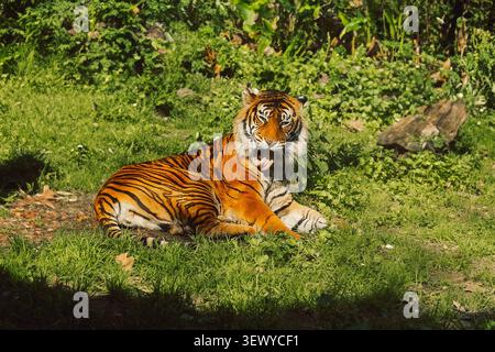 Portogallo, Lisbona - Zoo. Jardim Zoologico. la tigre si appoggia sull'erba verde e si prepara alla luce. tiger mostra le sue vivaci strisce arancioni e nere Foto Stock