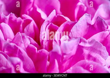 La vivace macro shot presenta petali di peonia magenta arricciati. I lussureggianti strati di fioritura della lattiflora Paeonia esaltano la delicata consistenza floreale e la tonalità rosa intenso Foto Stock