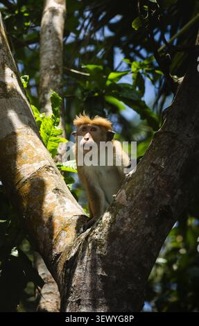 Una scimmia (toque macaque) seduta su un albero e guardando in lontananza, Sri Lanka Foto Stock