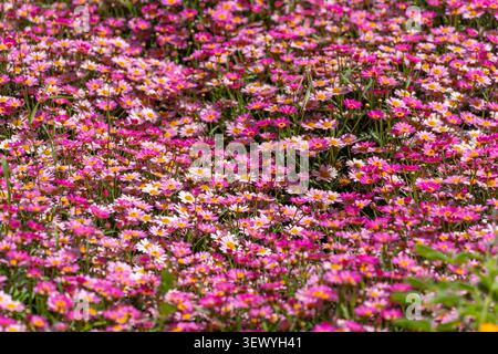 Campo di margherite bianche e rosa vibranti che fioriscono abbondantemente, creando uno sfondo naturale colorato e fresco, che simboleggia la primavera, la crescita, Foto Stock
