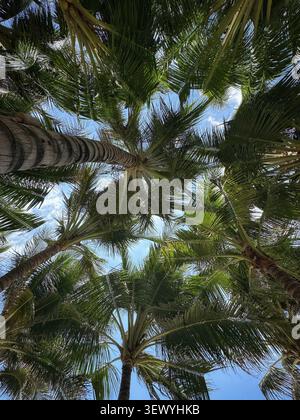 Vista ad angolo basso di lussureggianti palme contro un cielo blu. Una vivace prospettiva a basso angolo che guarda attraverso il baldacchino di palme ondeggianti. Foto Stock