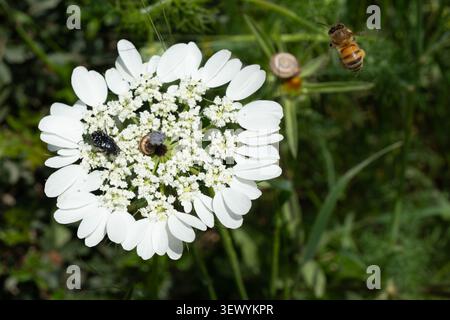 Ape del miele che si avvicina a un fiore bianco del pizzo della Regina Anna in un vibrante prato verde in primavera, simboleggiando l'impollinazione, la natura e la biodiversità Foto Stock