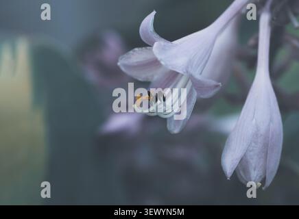 Primo piano orizzontale Hosta di fiori a forma di campana viola chiaro in fiore con sfondo verde variegato Foto Stock
