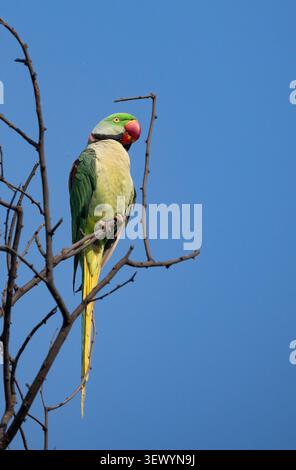 Parco Alexandrine (Psittacula eupatria) Foto Stock