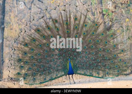 Il Peafowl indiano (Pavo cristatus) noto anche come Peafowl comune o Blue Peafowl Foto Stock