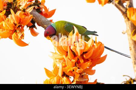Parakeet con testa di prugne (Psittacula cyanocephala) Foto Stock