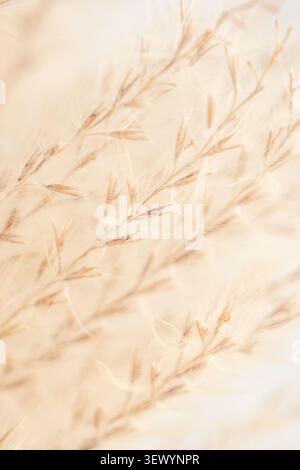 Miscanto macro verticale estrema messa a fuoco morbida primo piano di delicata e soffice pampas di beige Foto Stock