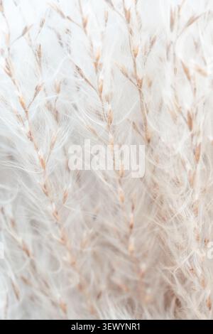 Primo piano verticale miscanthus di soffici pampas di erba bianca con delicate fibre setose Foto Stock