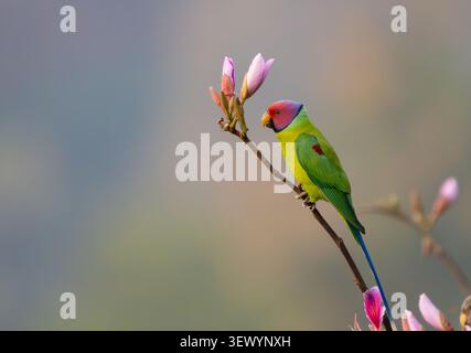 Parakeet con testa di prugne (Psittacula cyanocephala) Foto Stock