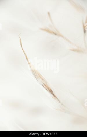 Primo piano macro verticale miscanthus Extreme soft focus di un singolo gambo di erba beige delicato su un modello di sfondo bianco Foto Stock