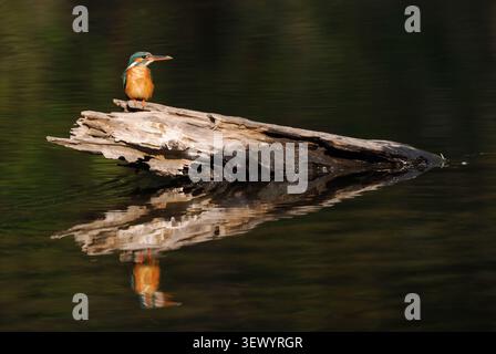 Common Kingfisher (Alcedo atthis) appollaiato su un log con riflessione Foto Stock