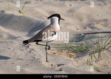 Fiume Lapwing (Vanellus duvaucelli) Foto Stock