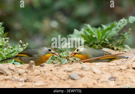 Rosso-fatturati Leiothrix Foto Stock