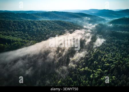 Vista aerea della fitta foresta avvolta dalla nebbia mattutina, con nebbia che si intreccia tra alberi e colline ondulate. Il vivace fogliame verde contrasta con le morbide nuvole bianche, creando un'atmosfera serena e mistica. Foto Stock